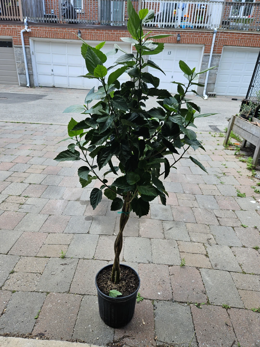 Braided Hibiscus Tree - photo 2