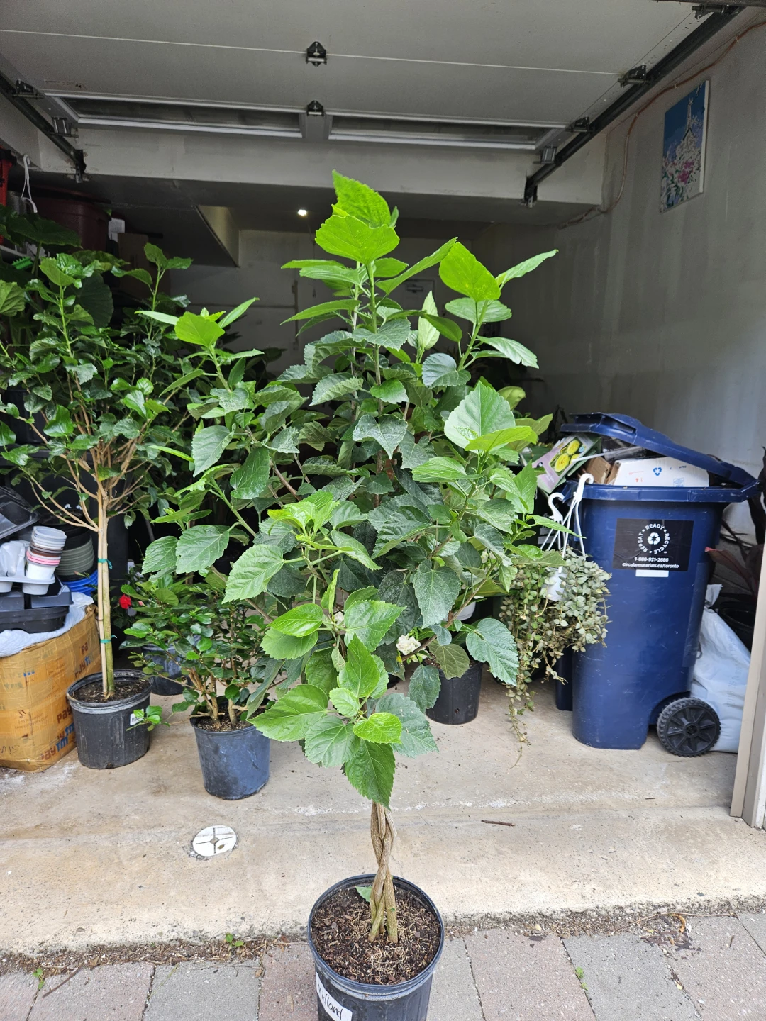 Braided Hibiscus Tree - photo 3