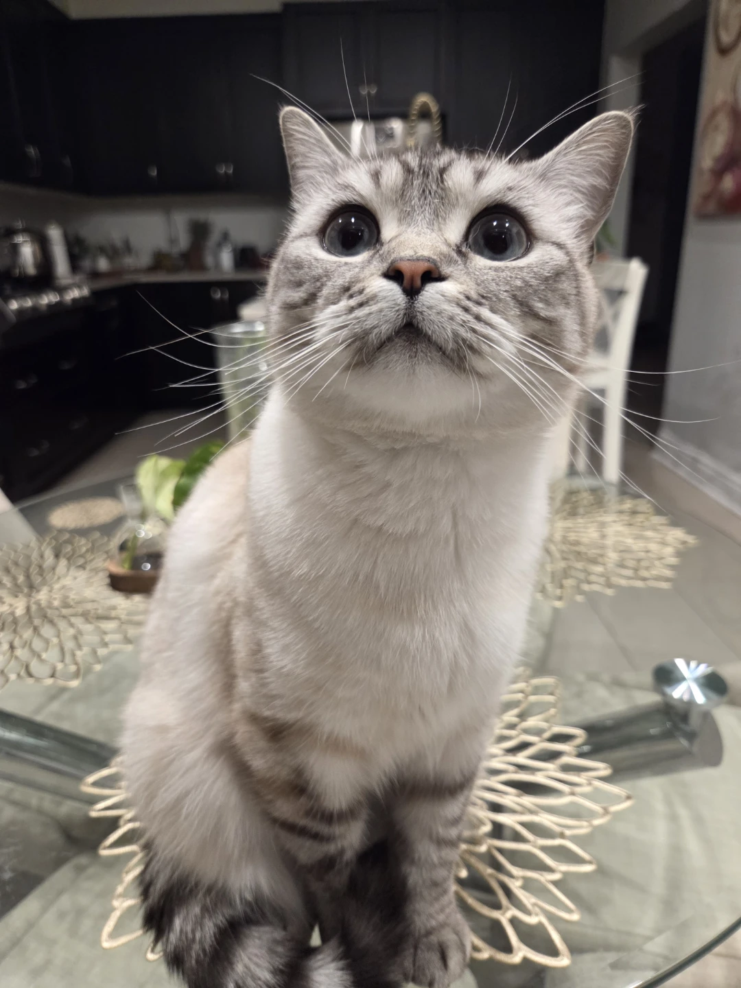 Pet sitting