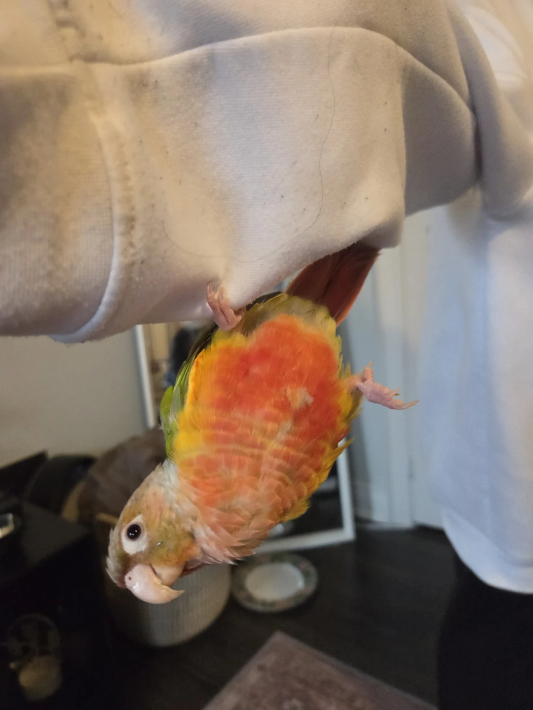 Pet sitting - photo 2