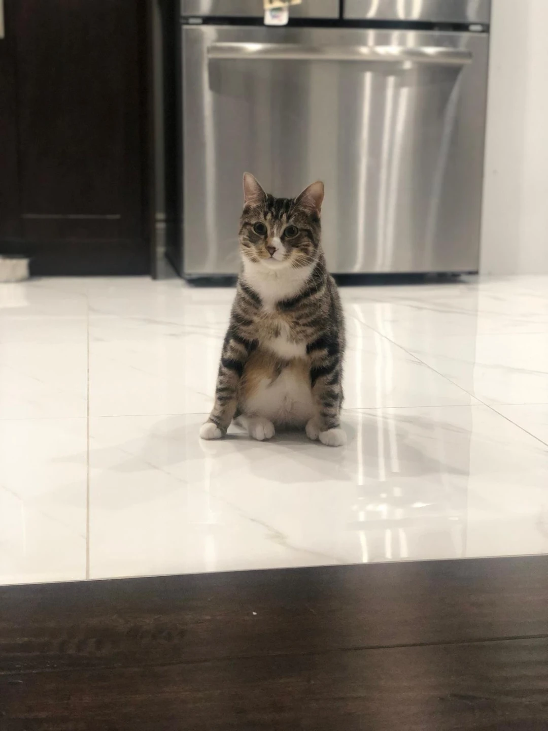 Pet sitting - photo 3