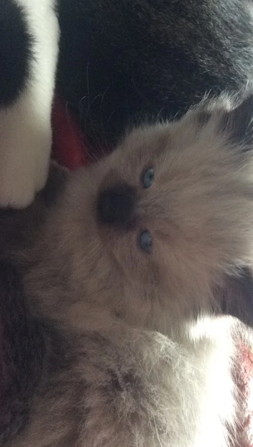 Pet sitting - photo 4