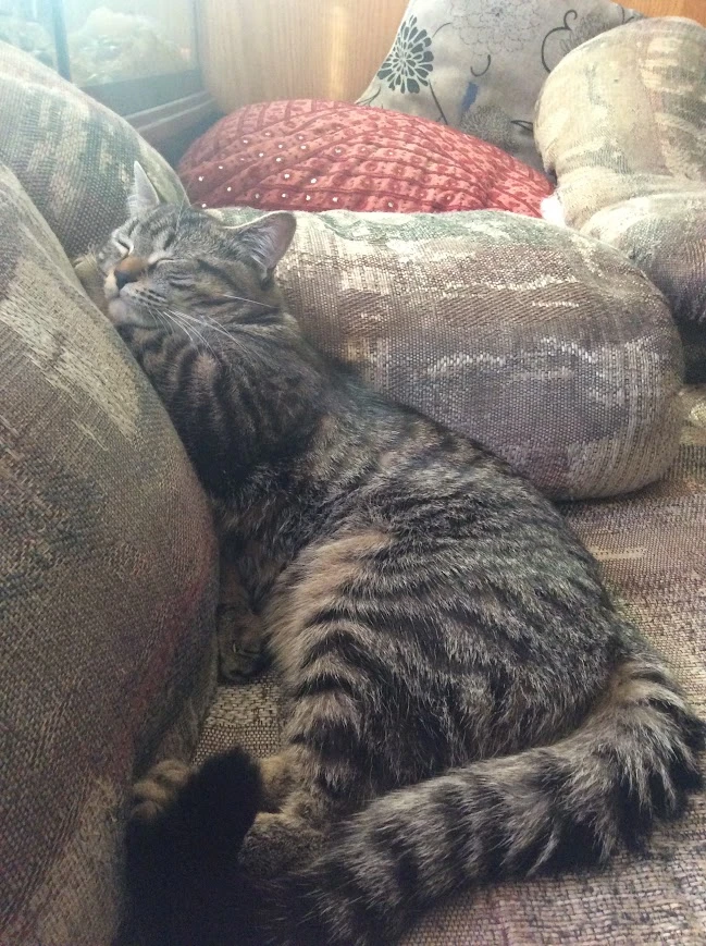 Pet sitting - photo 5