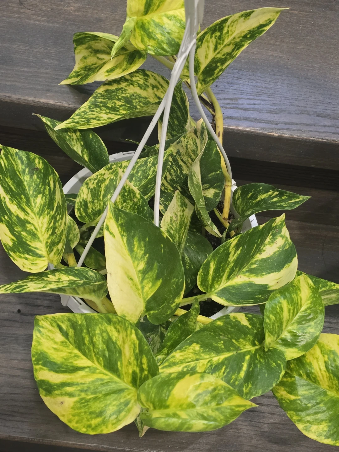 Hawain pothosHanging Plants (Set of 2) - photo 5