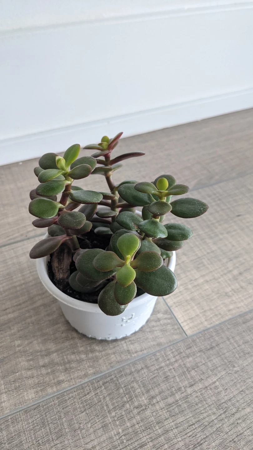 Succulent: Crassula Ovata Jade/Small leaf Jade - photo 3