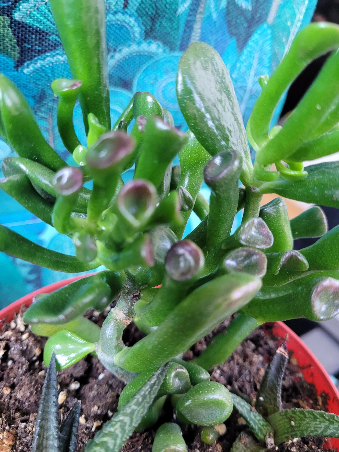 Succulent Plant - photo 5
