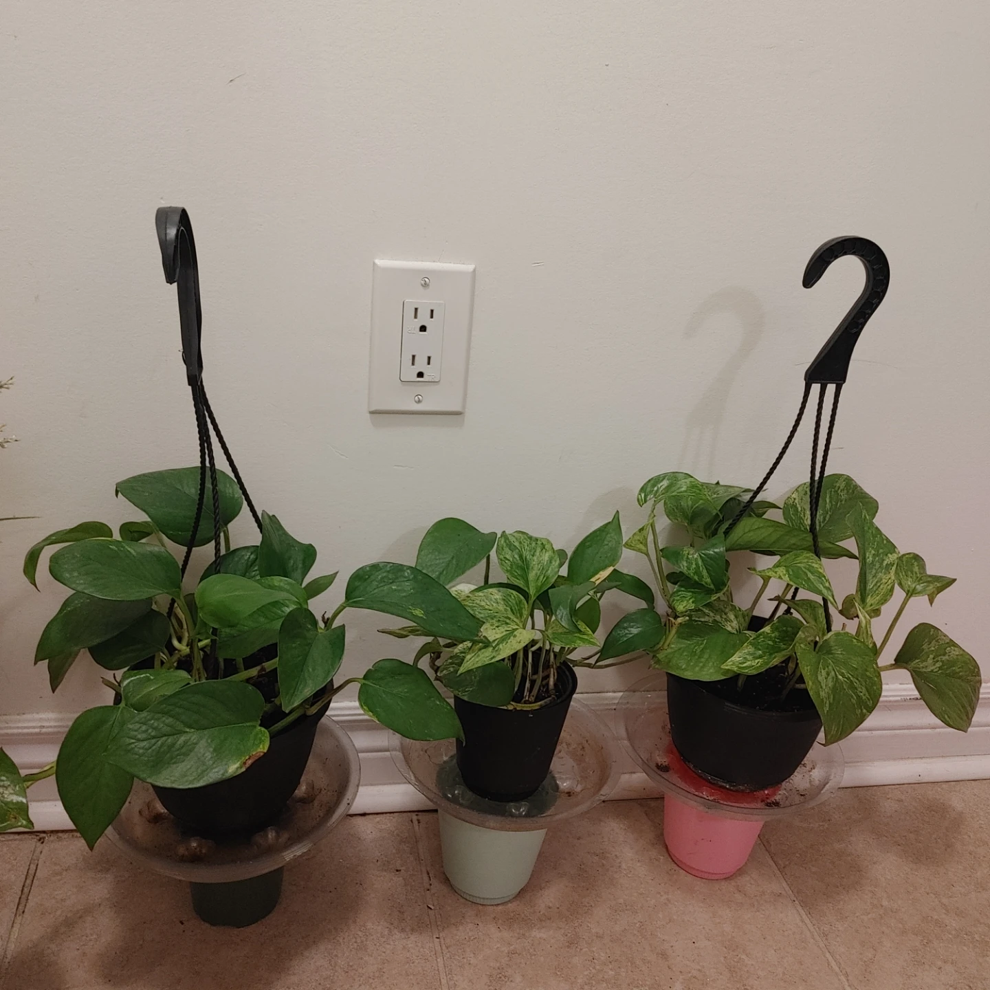 Pothos/Money Plants