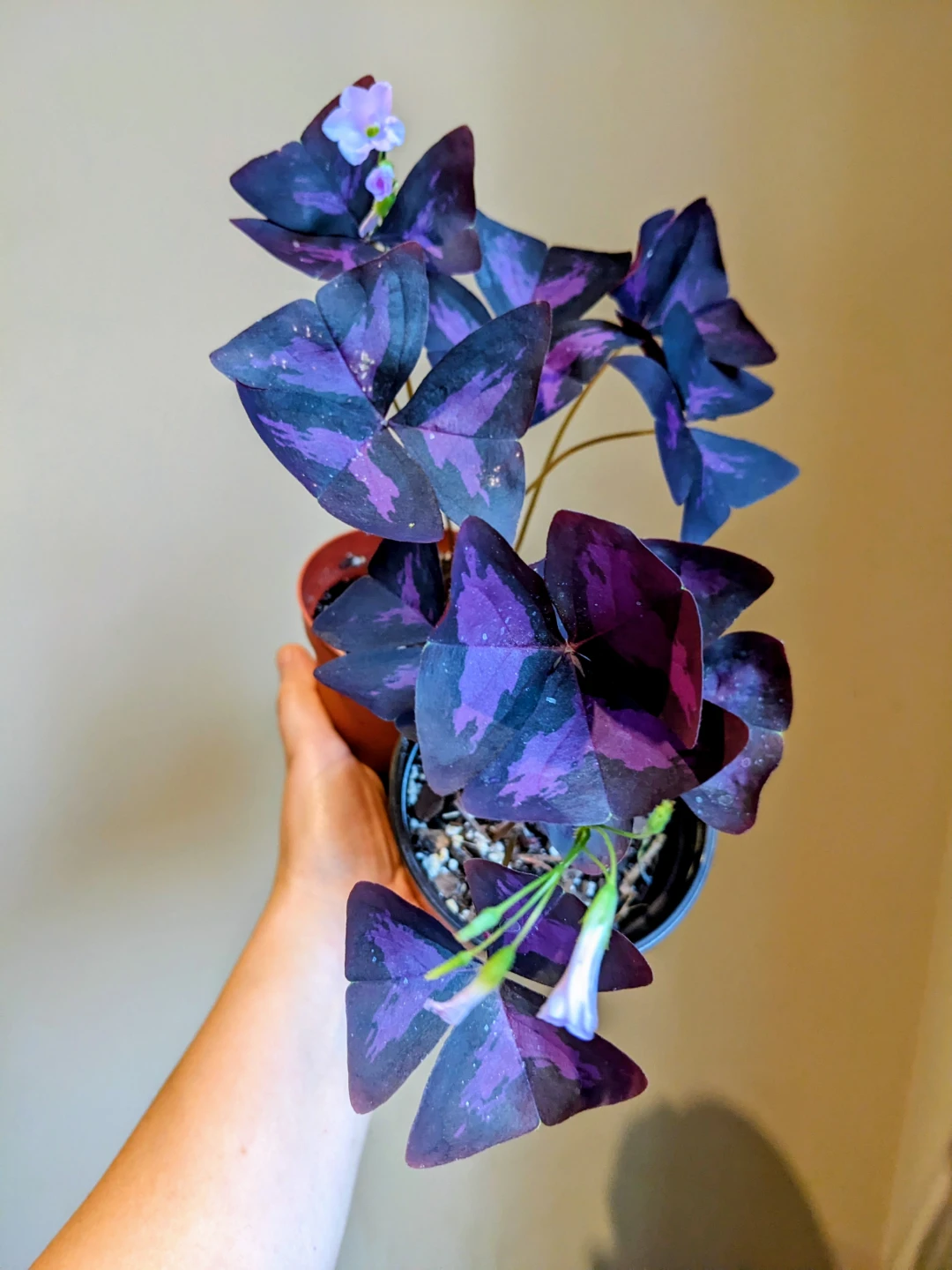 INDOOR / OUTDOOR/HOUSEPLANT OXALIS