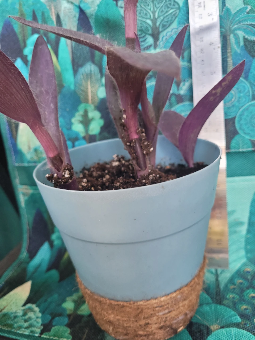 Purple Heart Plant in Blue Pot - photo 5