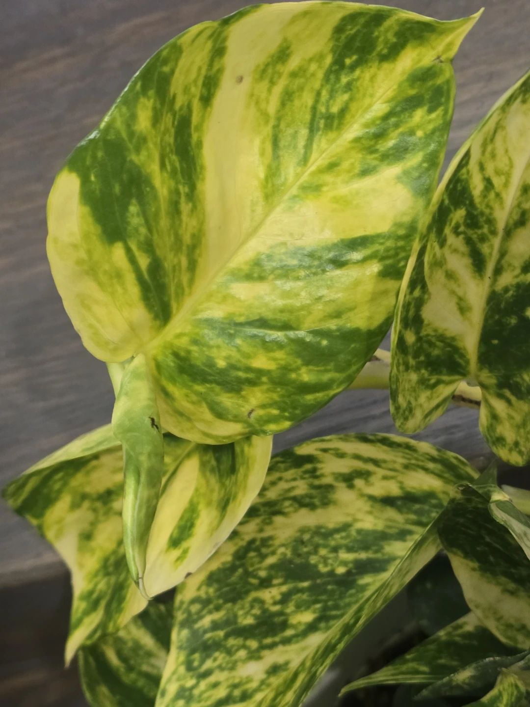 Hawain pothosHanging Plants (Set of 2)