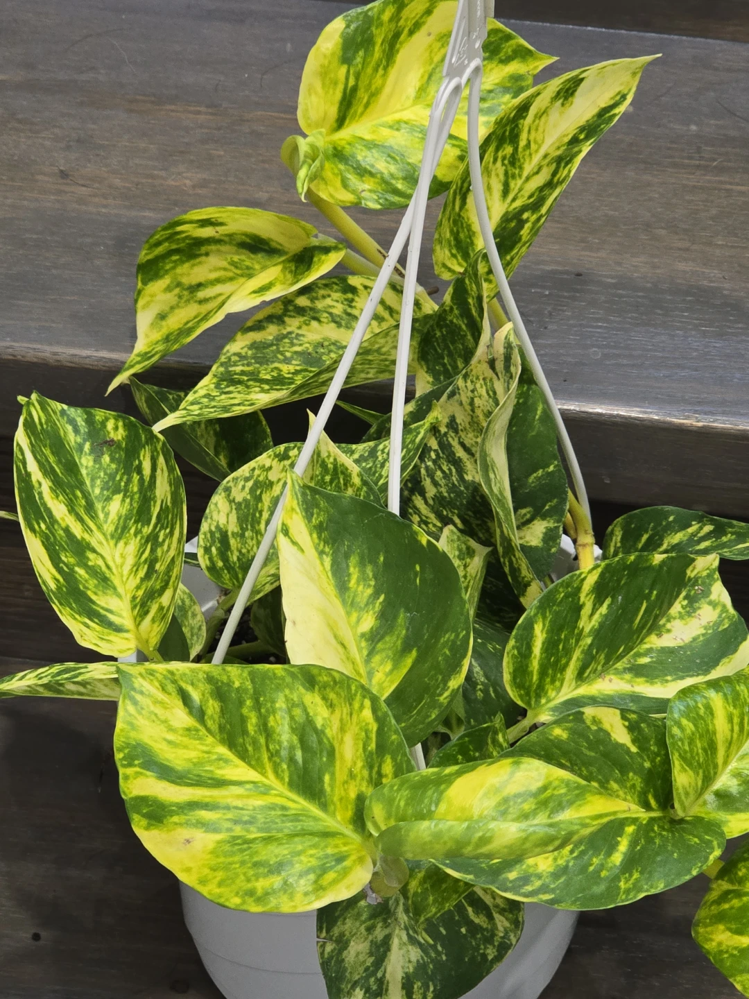 Hawain pothosHanging Plants (Set of 2) - photo 3