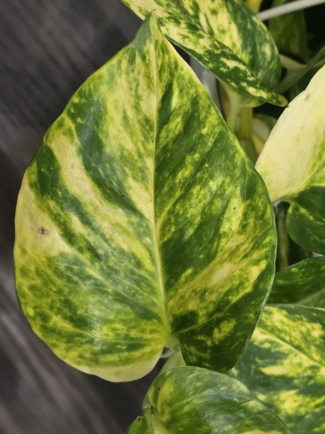 Hawain pothosHanging Plants (Set of 2) - photo 4