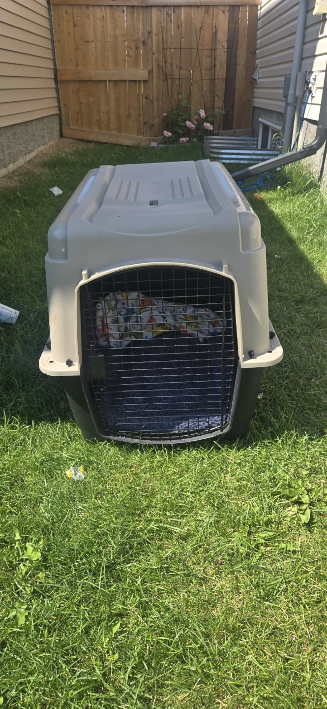 Medium sized dog crate - photo 4