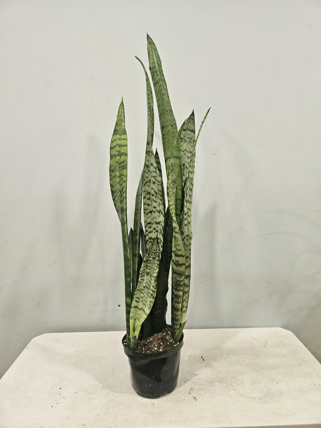 Snake (Sansevieria) Laurentii & Zeylancia Plants - photo 4