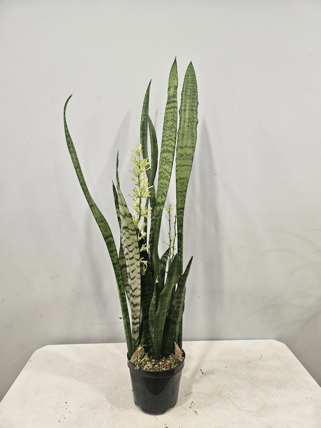 Snake (Sansevieria) Laurentii & Zeylancia Plants - photo 5