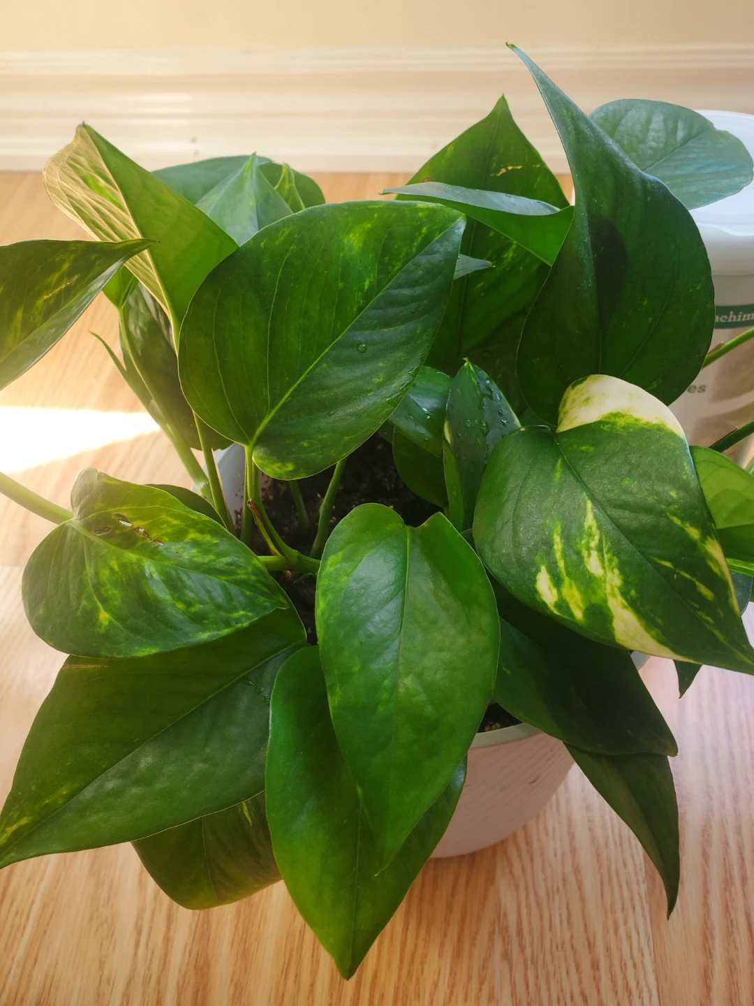Pothos Plant in White Pot - photo 3