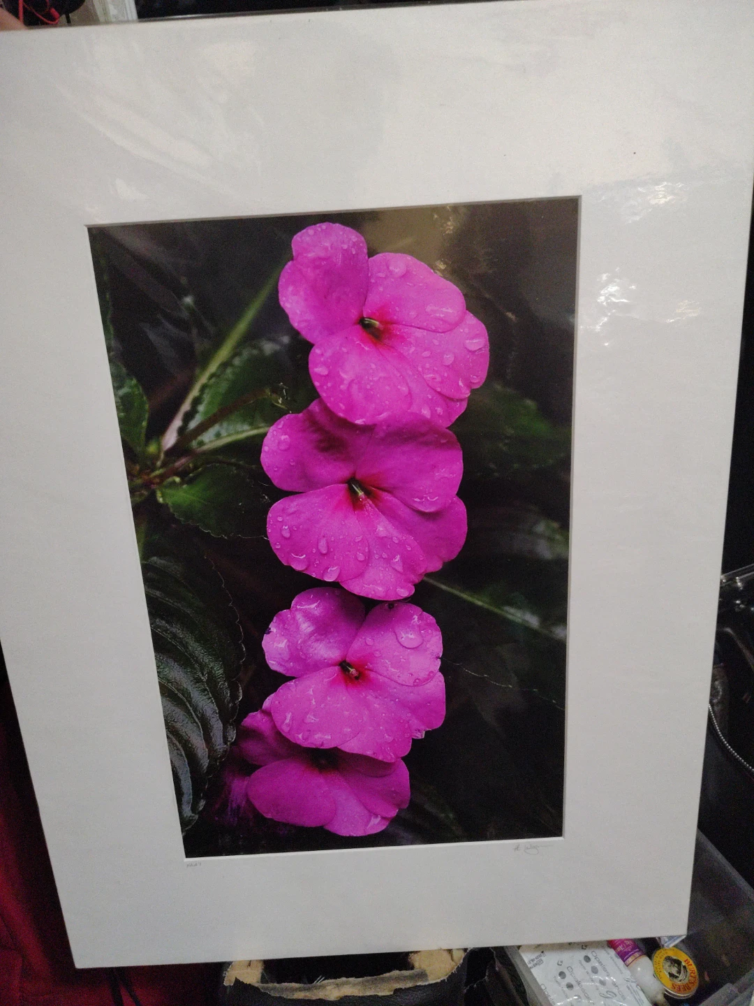 Photograph of Pink Impatiens Flowers with Water Droplets - photo 2