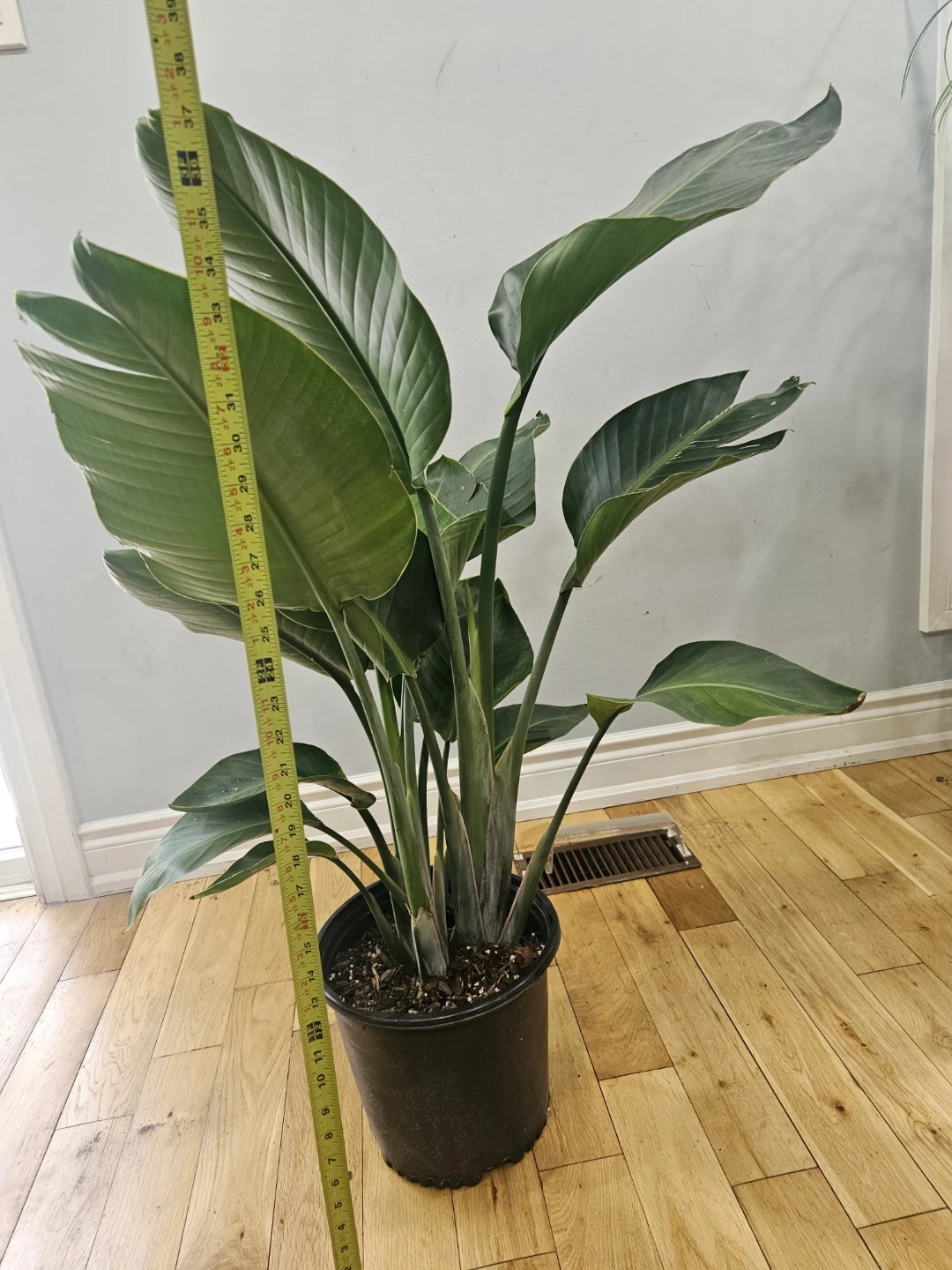 Bird of Paradise Plant ( in 10" Nursury Pot, $55 each pot) - photo 2