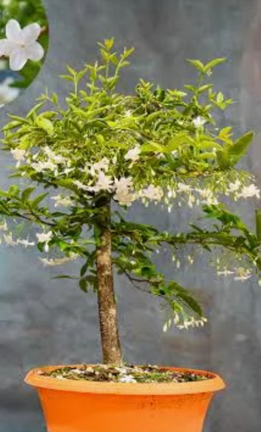Water jasmine bonsai