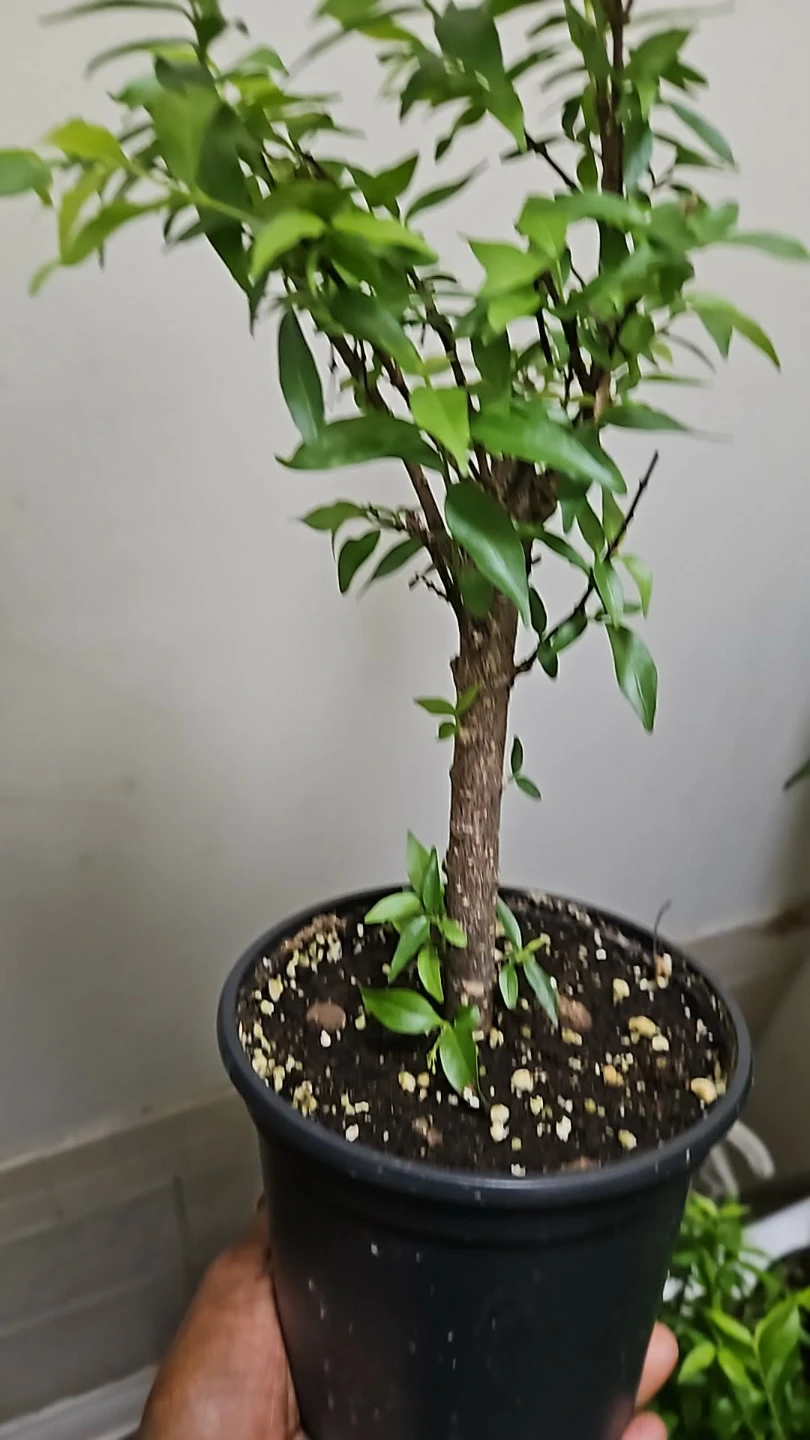 Water jasmine bonsai - photo 2