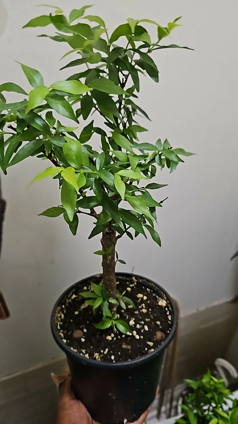Water jasmine bonsai - photo 3