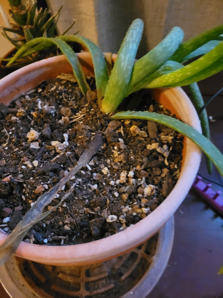 Aloe Vera Plant in Terracotta Pot - photo 3