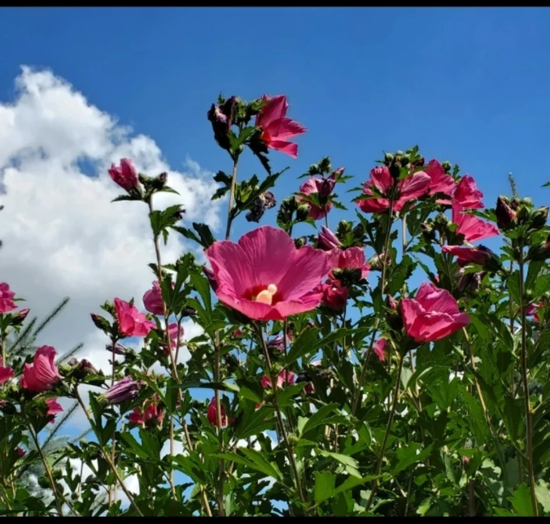 Rose of Sharon - photo 3