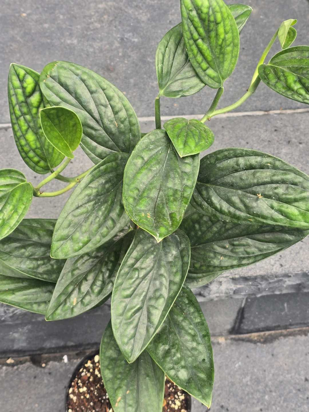 Monstera Peru Plant - photo 4