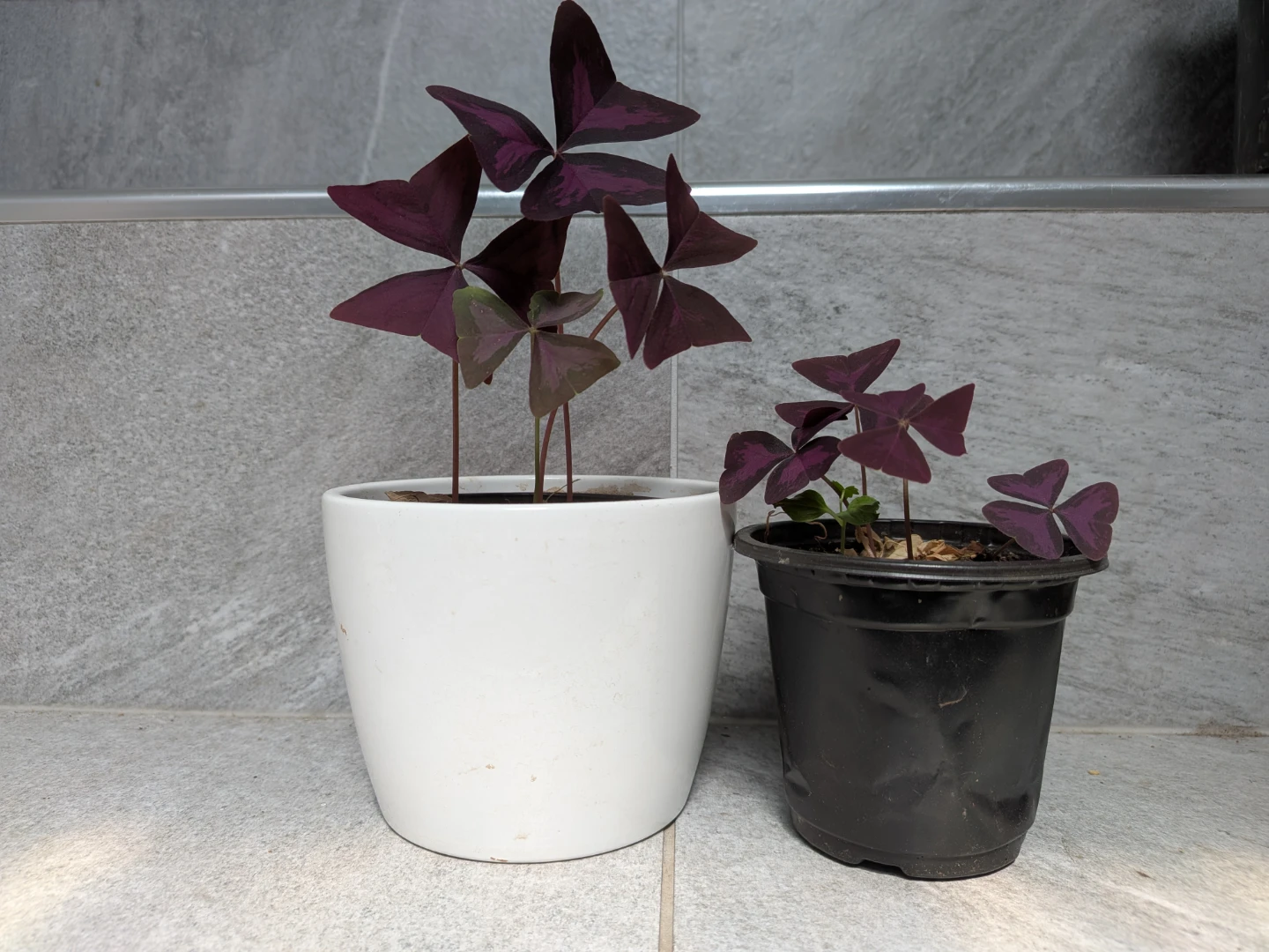 Purple Oxalis