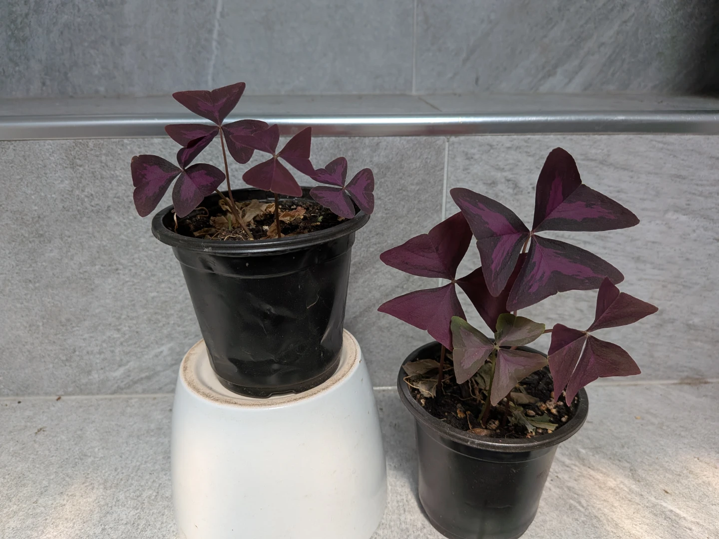 Purple Oxalis - photo 2