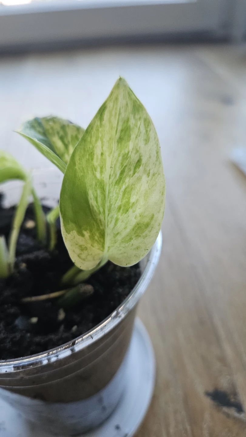 Pothos Snow Queen 1 - photo 2