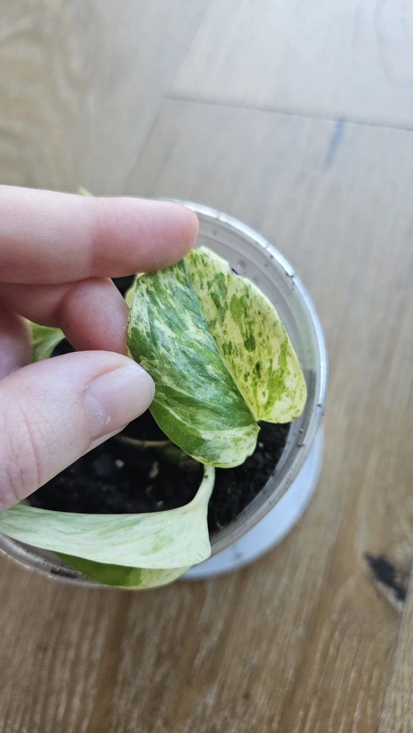 Pothos Snow Queen 1 - photo 3