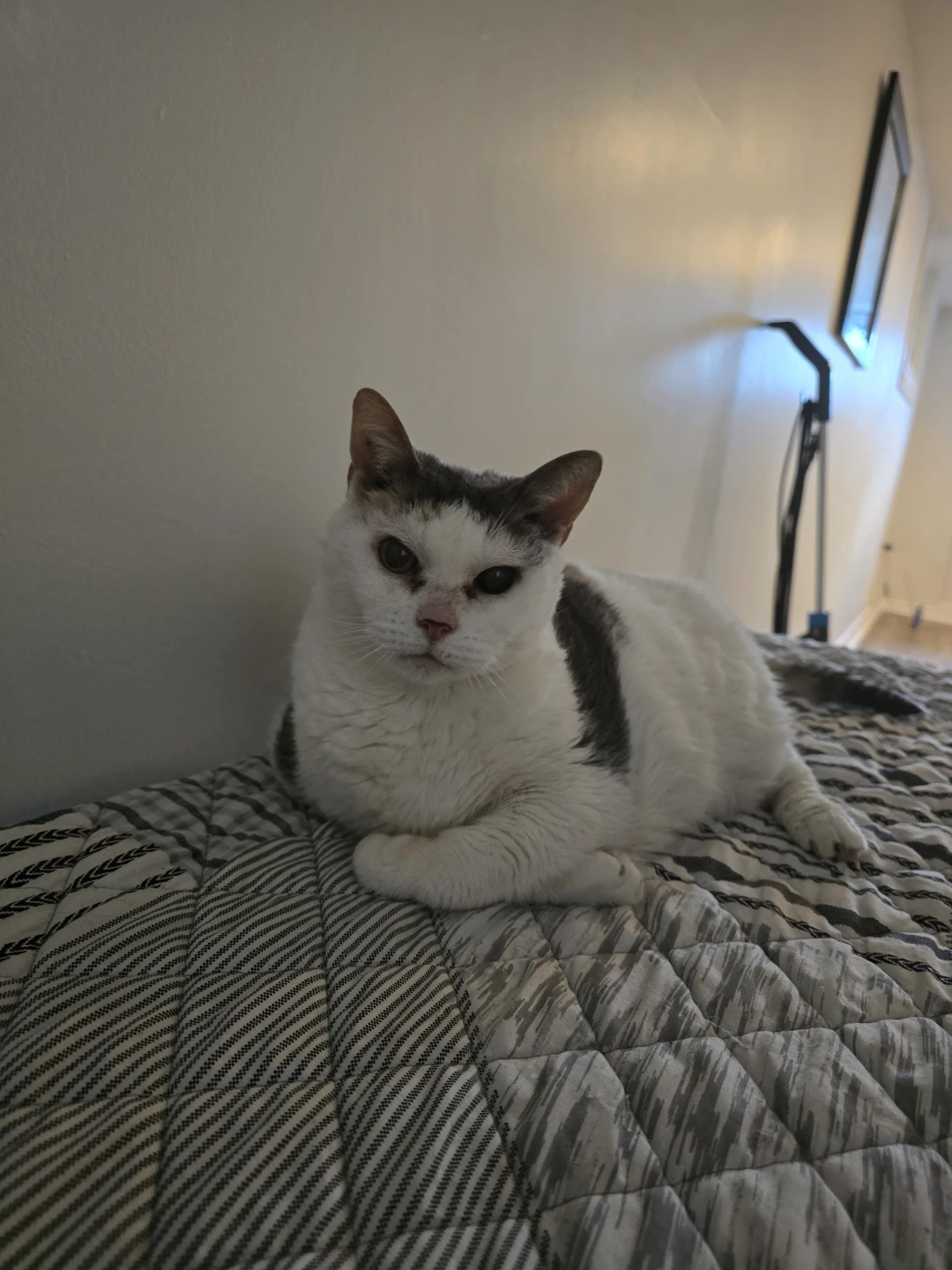 Cat / Dog Sitter - photo 2