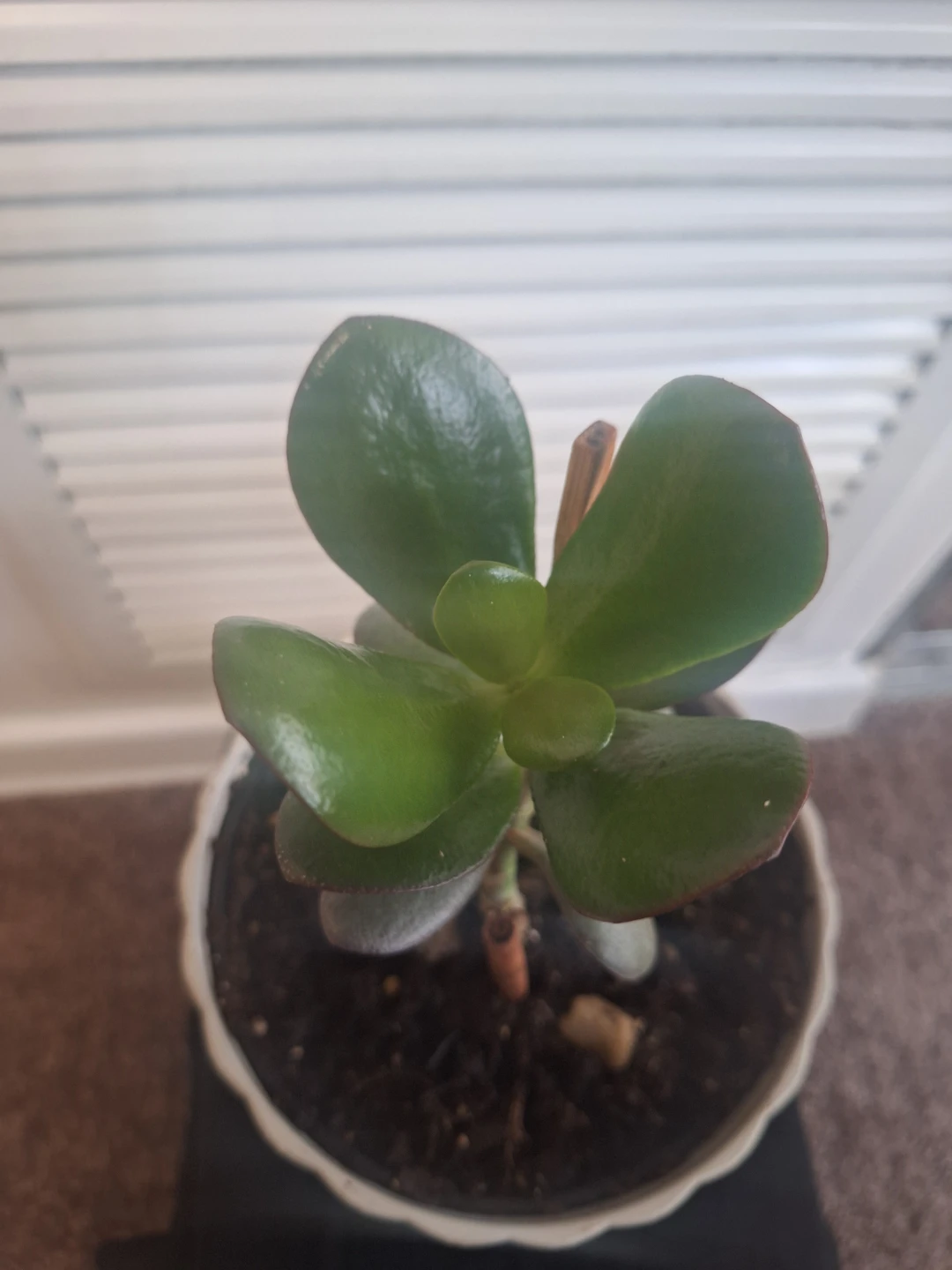 Jade Plant in White Textured Pot - photo 3