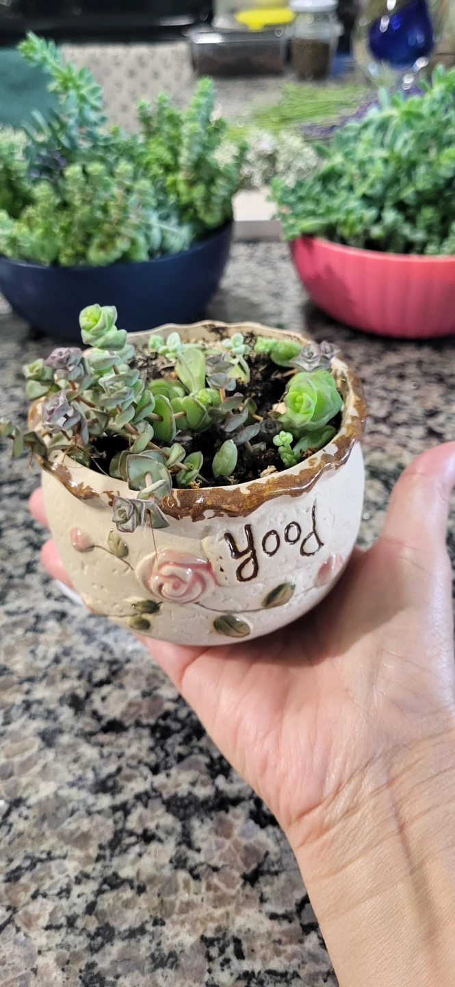 Three types of succulent in Ceramic pot