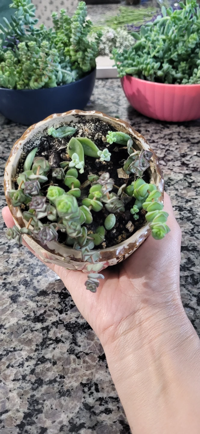 Three types of succulent in Ceramic pot - photo 2