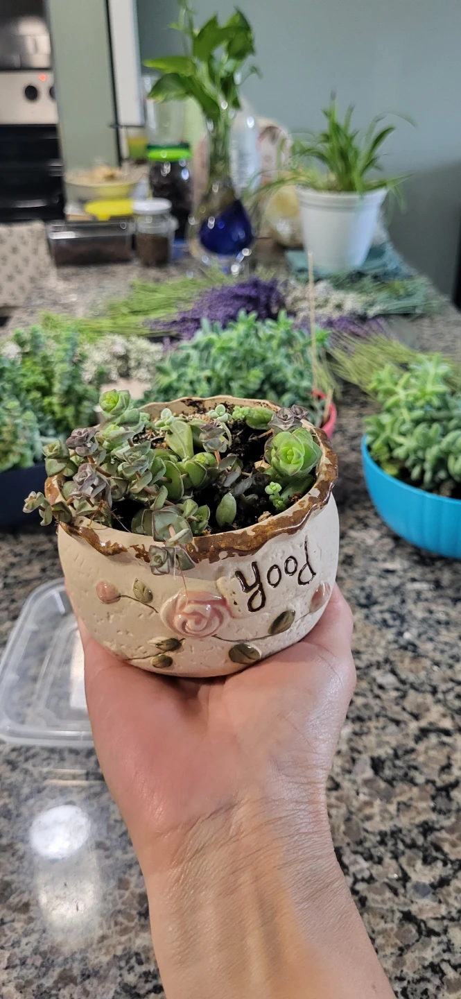 Three types of succulent in Ceramic pot - photo 3