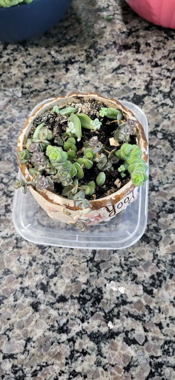 Three types of succulent in Ceramic pot - photo 4