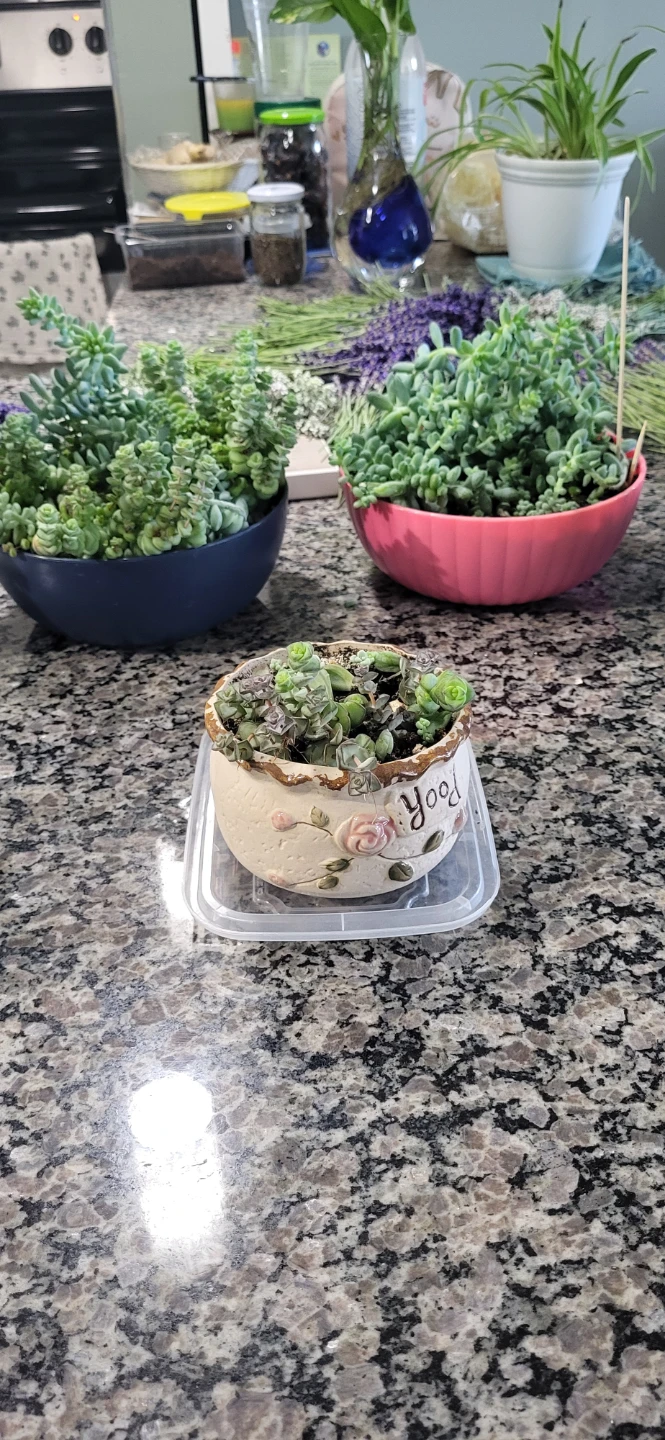 Three types of succulent in Ceramic pot - photo 5