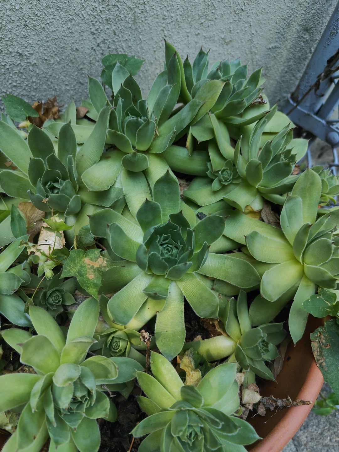 Hens and Chicks Succulent Planter