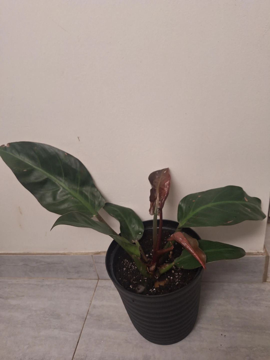 Philodendron Plant