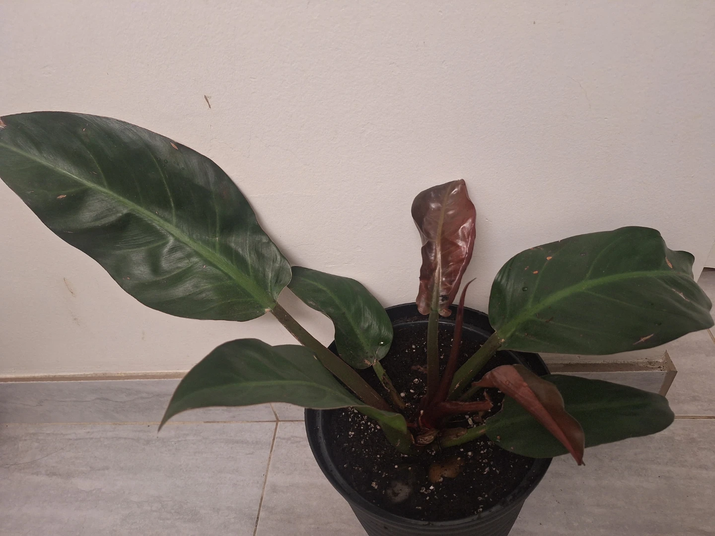 Philodendron Plant - photo 2