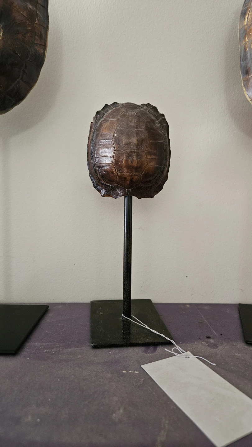 Turtle Shell Display on Stand ×3 - photo 2