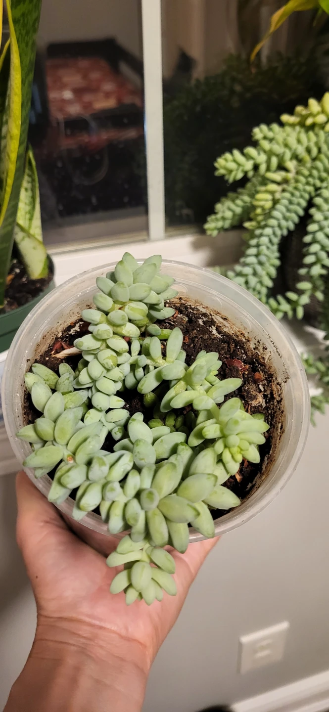 Burro's Tails in plastic pot - photo 2