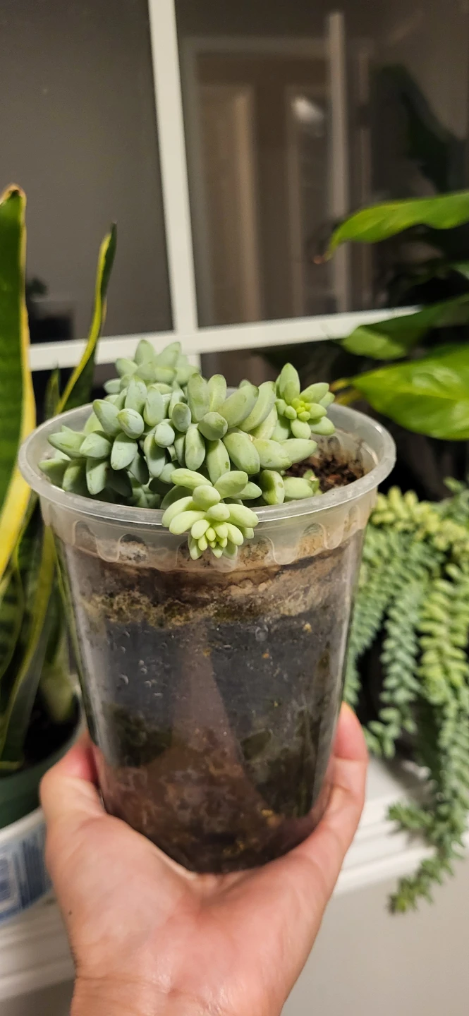 Burro's Tails in plastic pot - photo 3