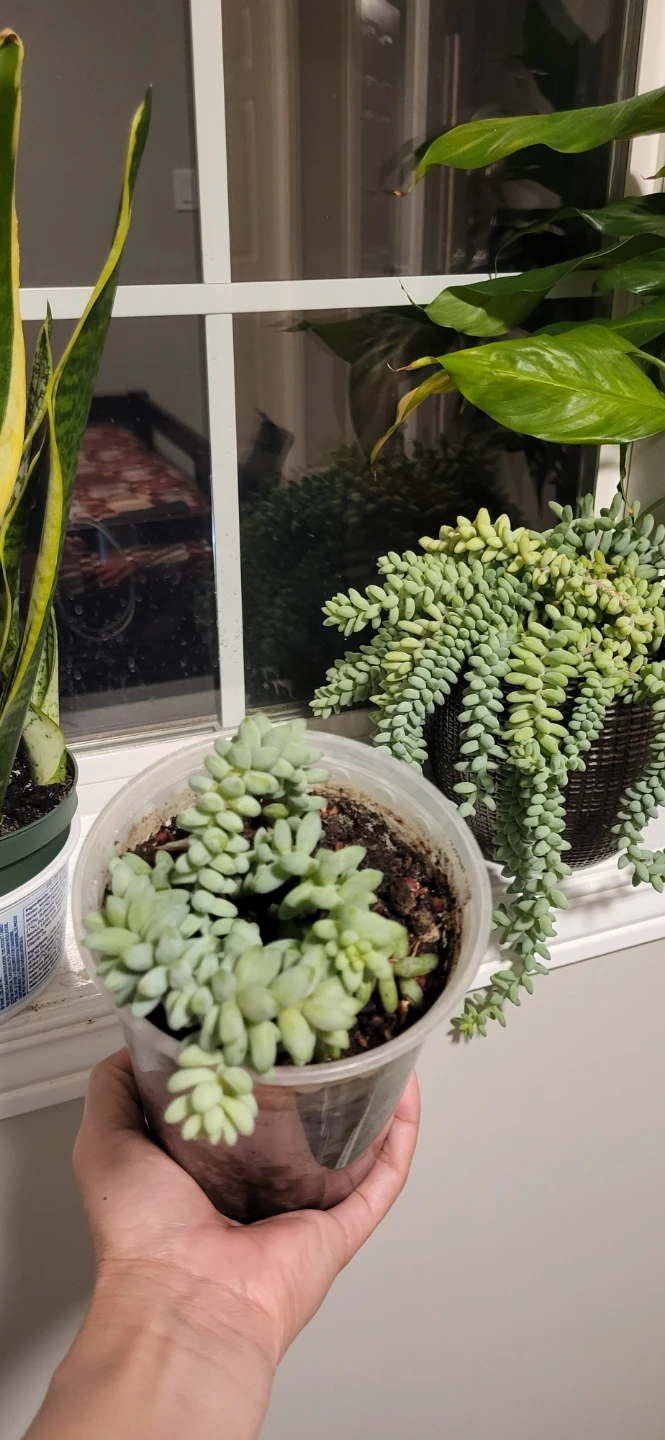 Burro's Tails in plastic pot - photo 5
