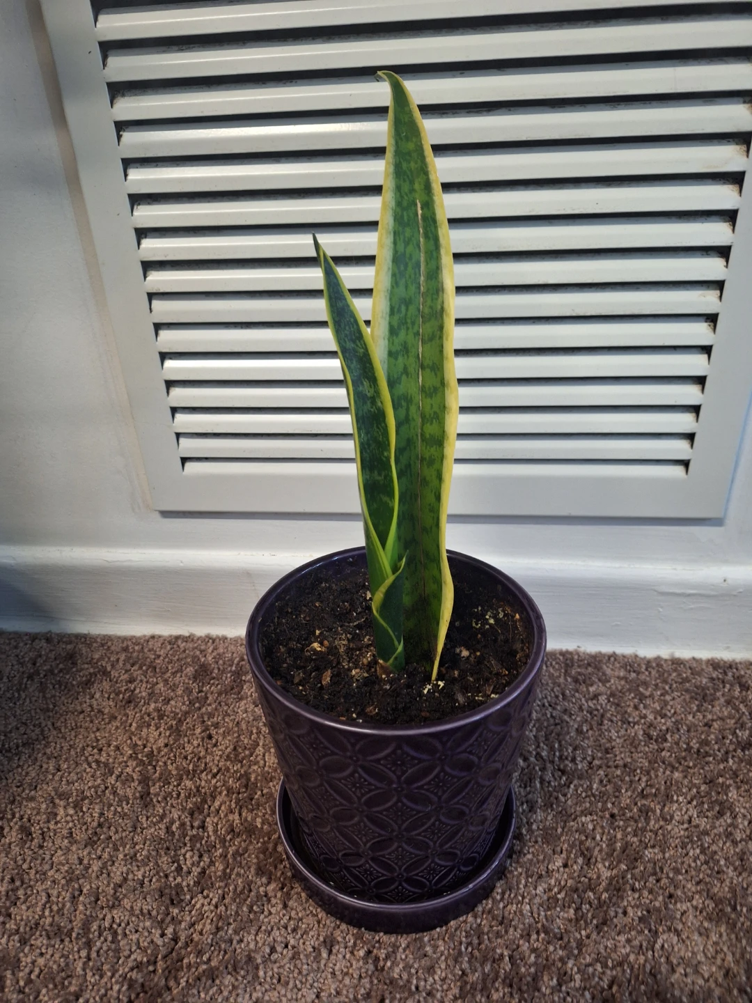 Sansevieria Snake Plant in Decorative Pot