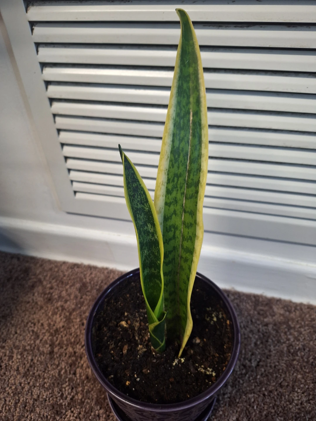 Sansevieria Snake Plant in Decorative Pot - photo 2