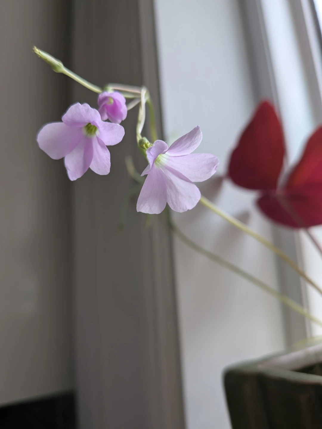 Purple Oxalis - photo 3