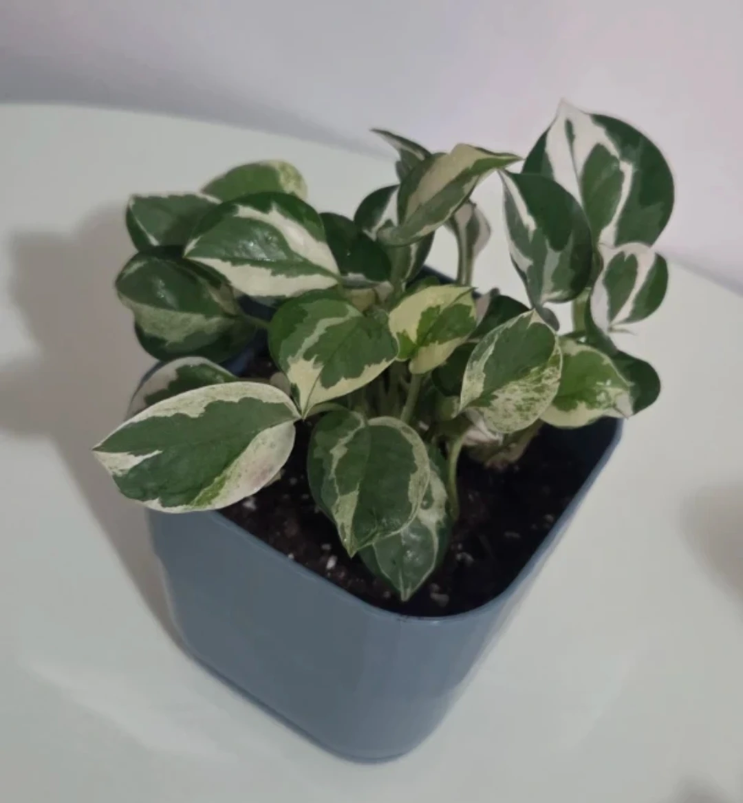 Pothos N'Joy Plant 🌱 - photo 3